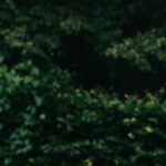 Study Environment - Faceless female wearing knitted sweater hiding behind book while standing in park with green foliage